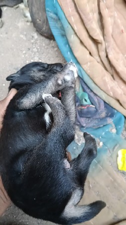 જર્મન શેફર ગલુડિયું છે