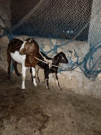 bakri devani che sari vela ni