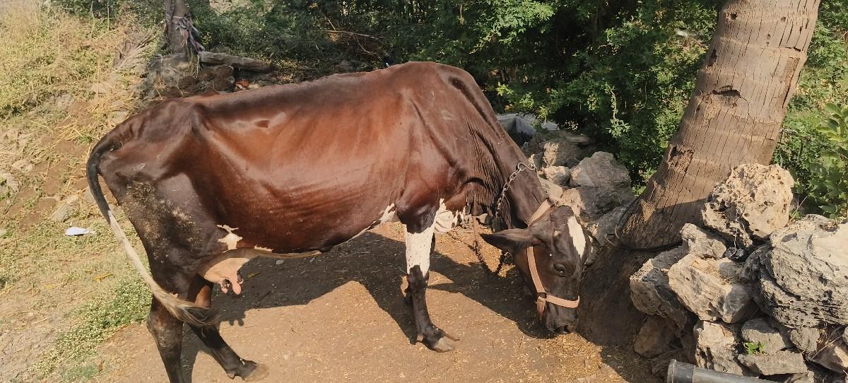 વેચવાની છે