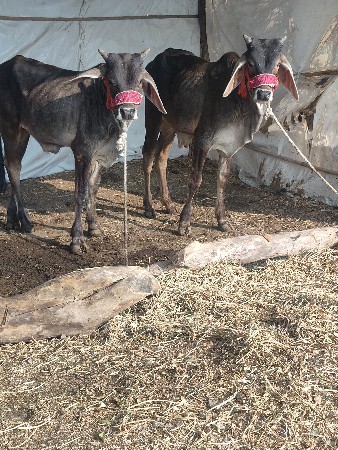 ઘોધલાવેચવાનાછે