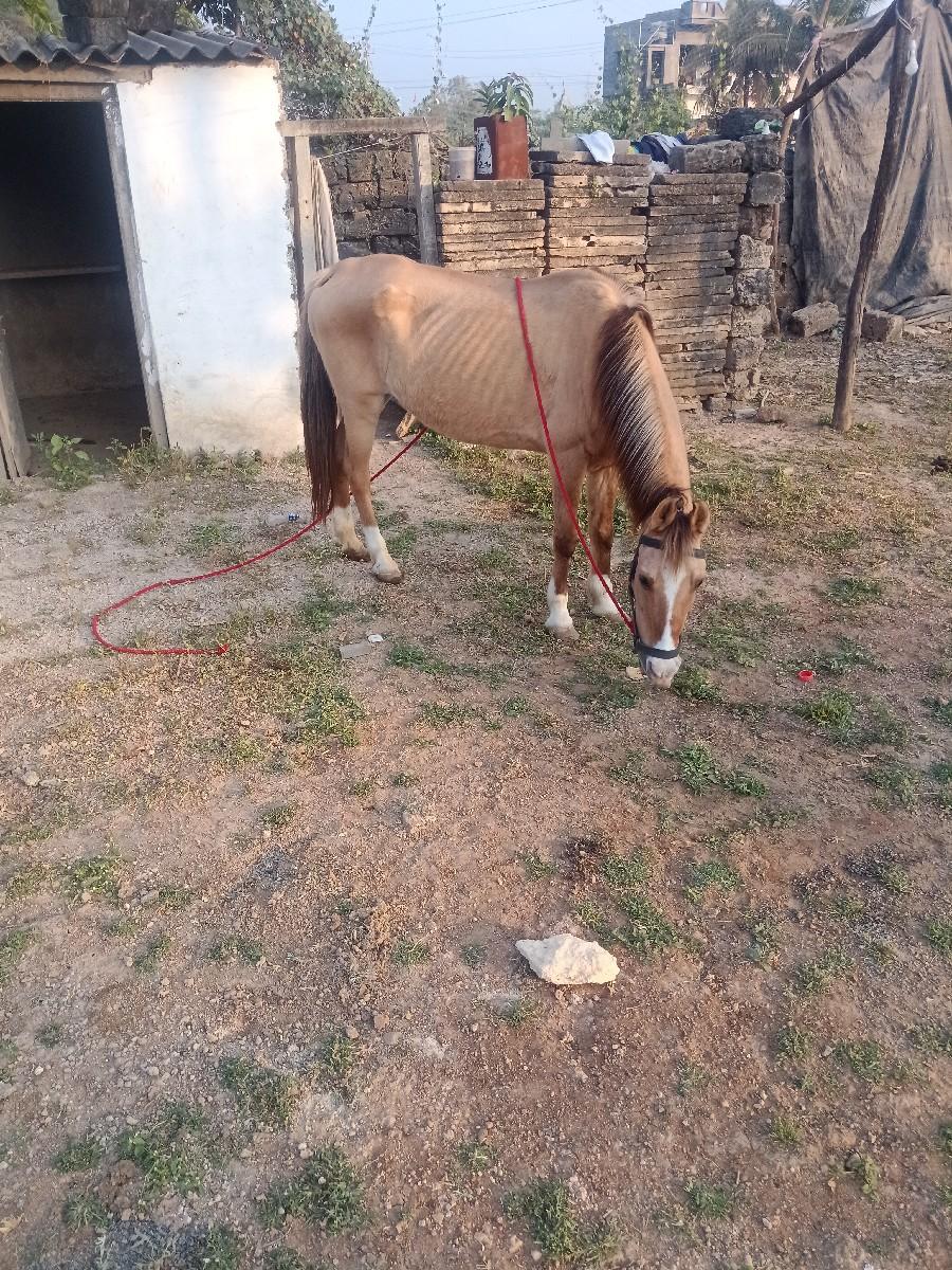 થંબનેલ 2