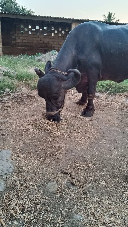 ભેંશ વેચવાની છે