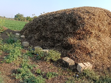 માંડવી નો ભુકો વેચવા છે