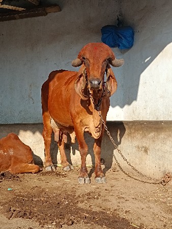 આ ગાય વેચવાની છે