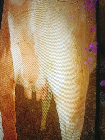 દેશી ગાય