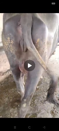 થંબનેલ 3