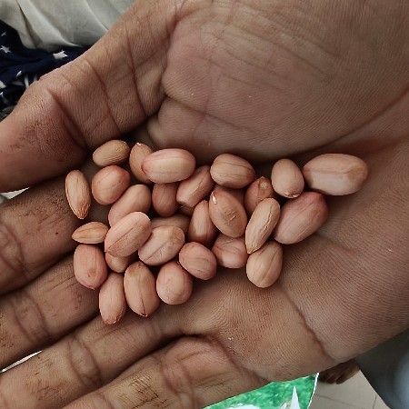 66 નંબર માંડવી