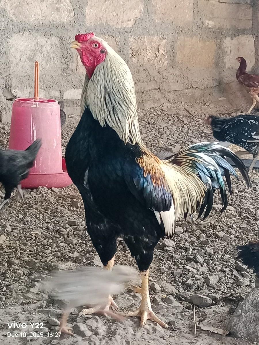 asil murga vechva na che