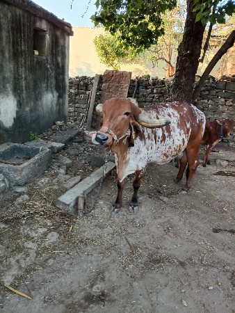 थंबनेल 2