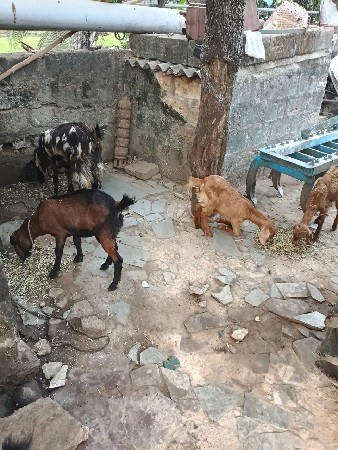 थंबनेल 3