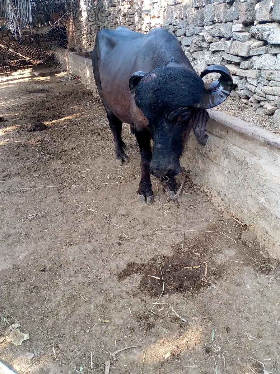 थंबनेल 2