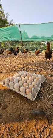 sonali murgi dewani chhe