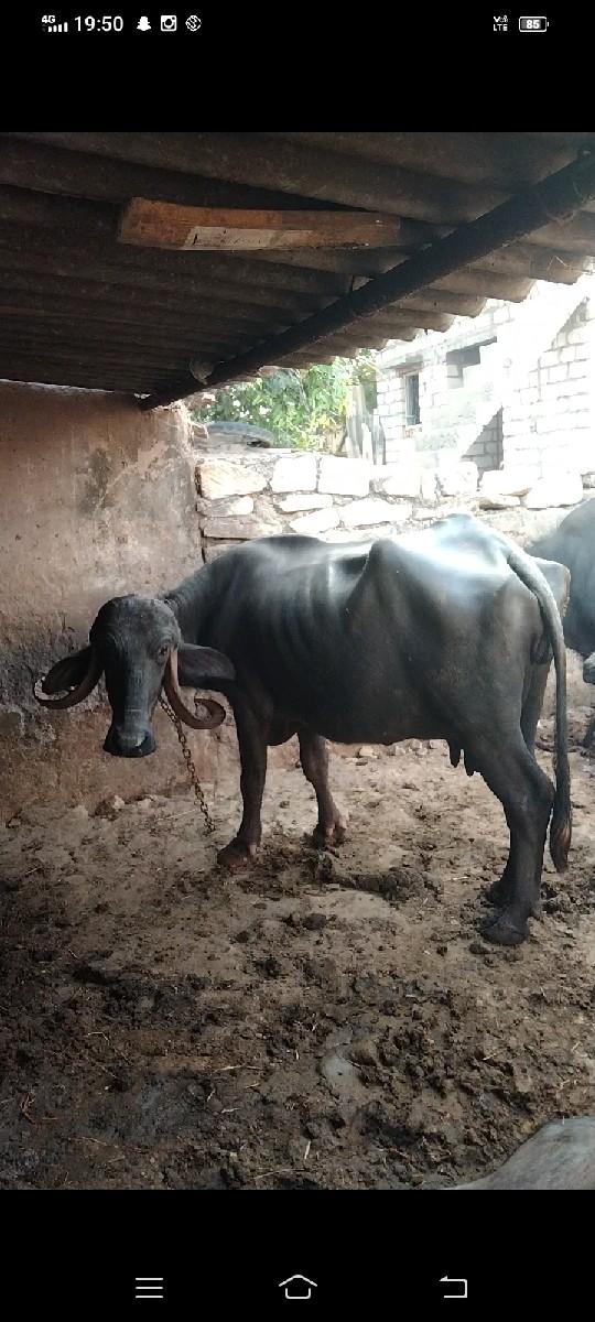 પેગડી ભેંસ