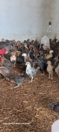 50    દિવસના મરઘાં  છે