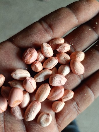 મગફળી લેવાની છે