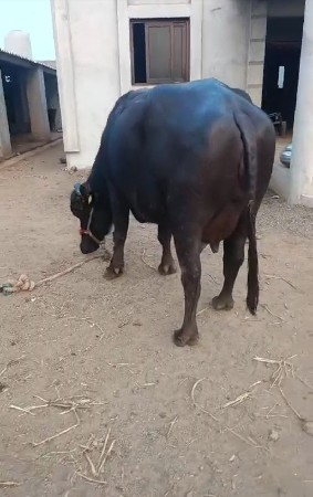 પેલા વેતર ની છે