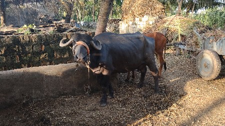 ભેંશ વેચવાની છે