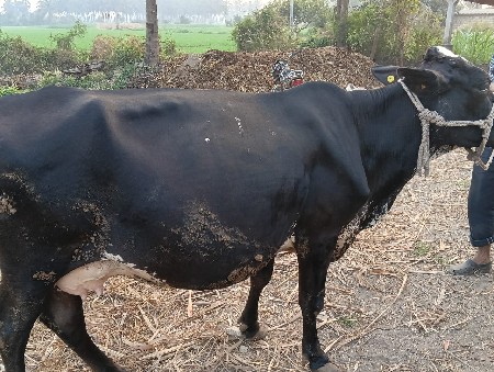 ત્રીજું વેતર ગાભણ