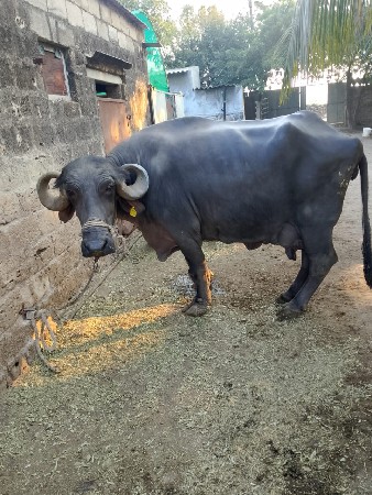 ત્રીજું વેતર...