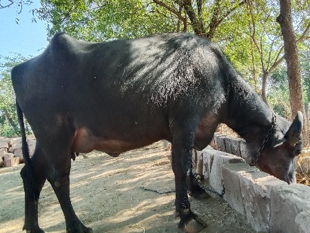 થંબનેલ 2