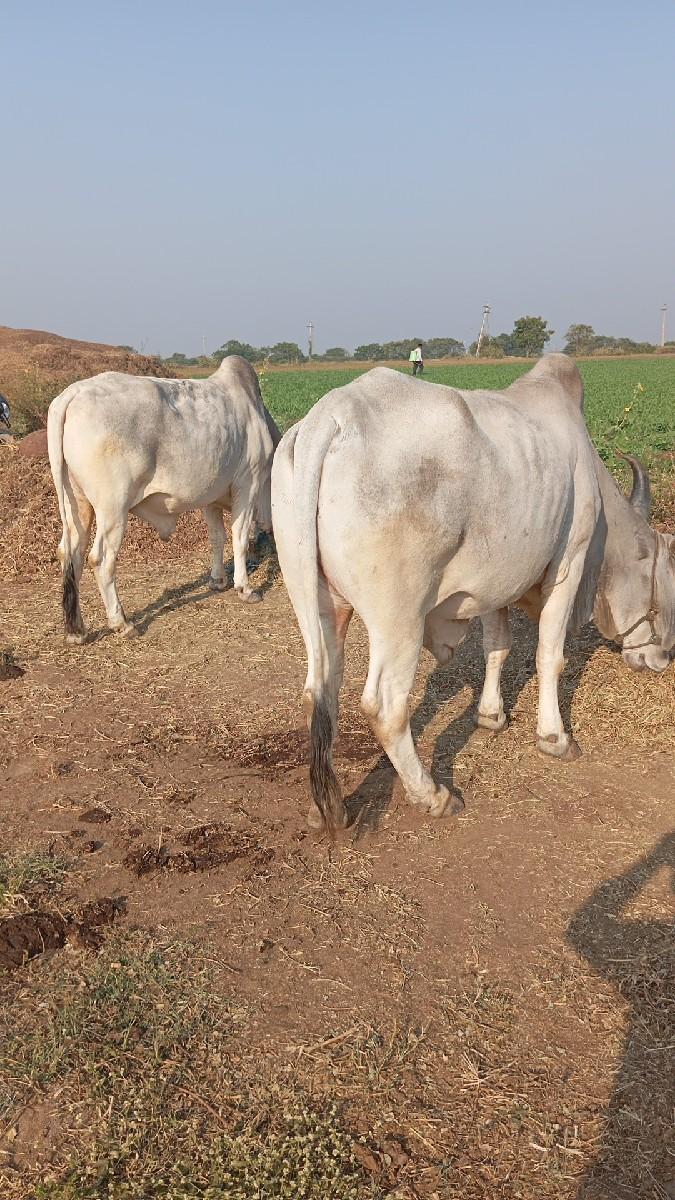 थंबनेल 2