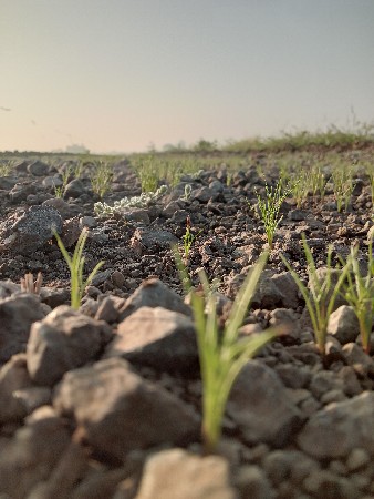 ૧૫ વીઘા છે