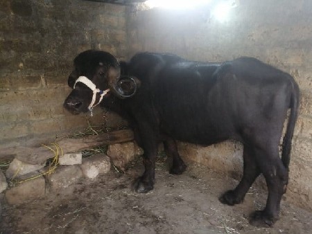 थंबनेल 3