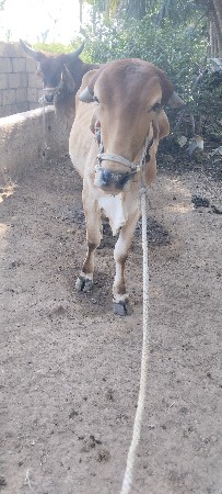 थंबनेल 3