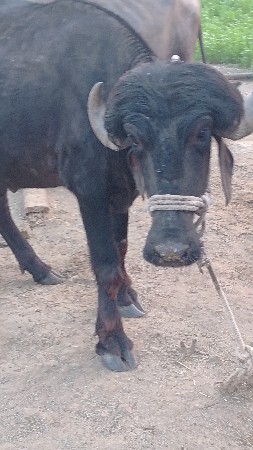 थंबनेल 3