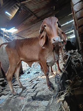 થંબનેલ 3