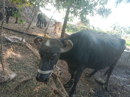 4 ભેંસ વેચવાની છે