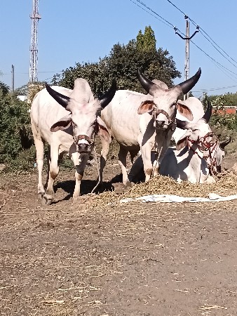 પાંડુરી