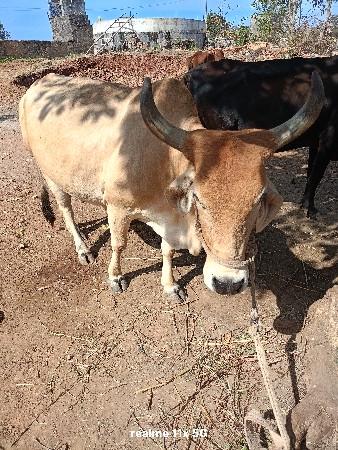 थंबनेल 3