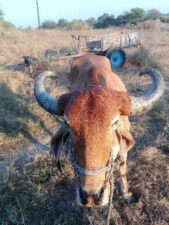 थंबनेल 2