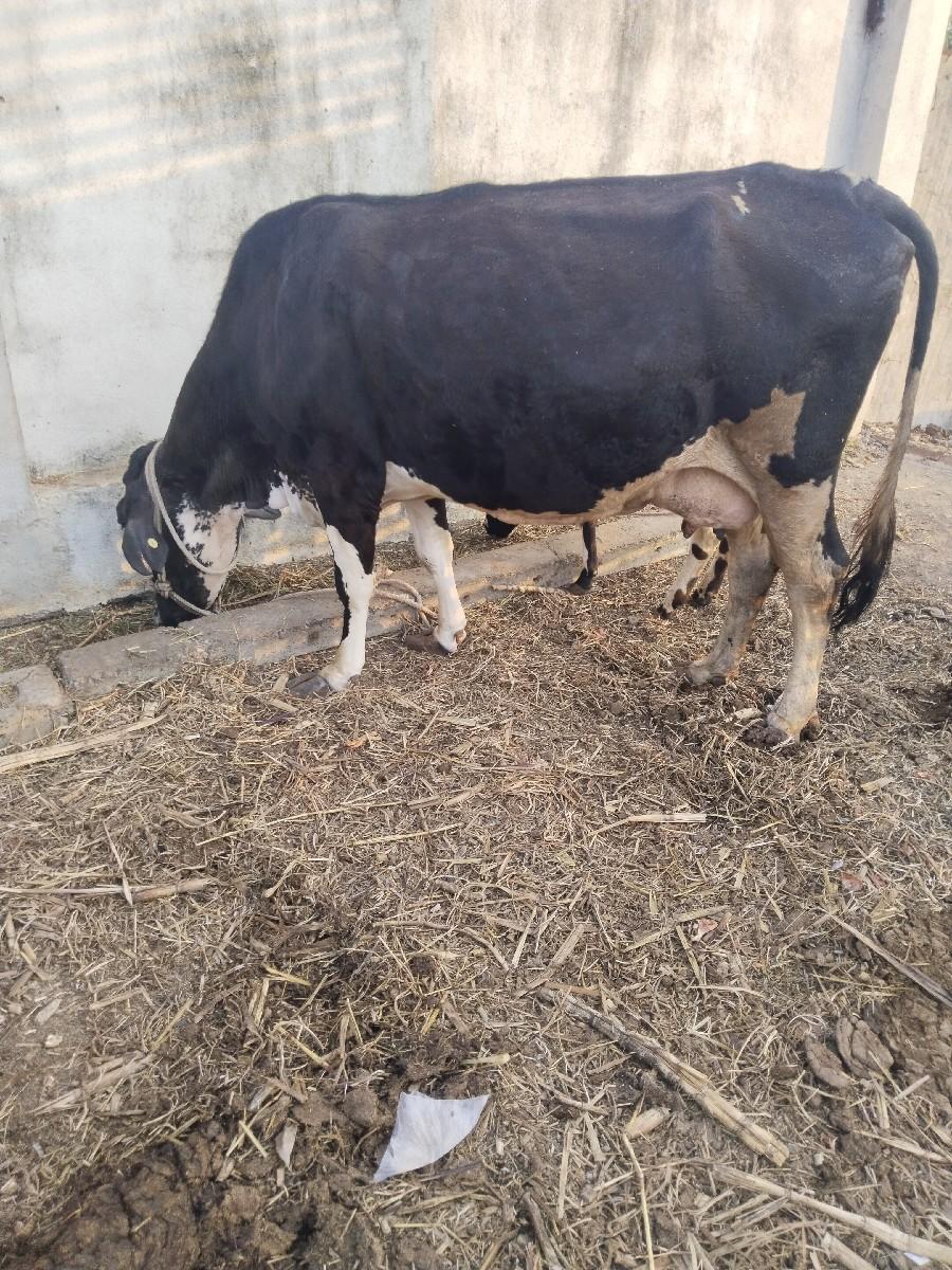 થંબનેલ 3