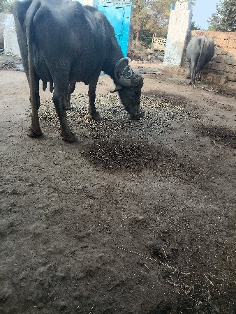 ભેંશ વેશવાનીછે