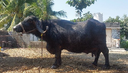 थंबनेल 2