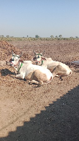 थंबनेल 2