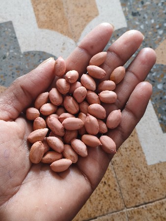 ગીરનાર 4