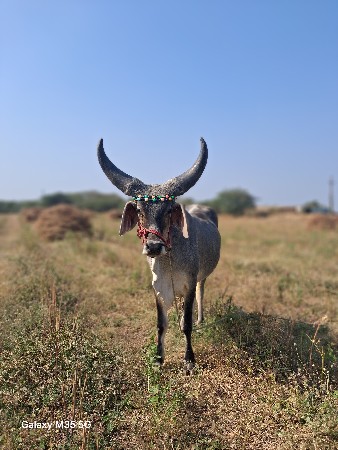 थंबनेल 2