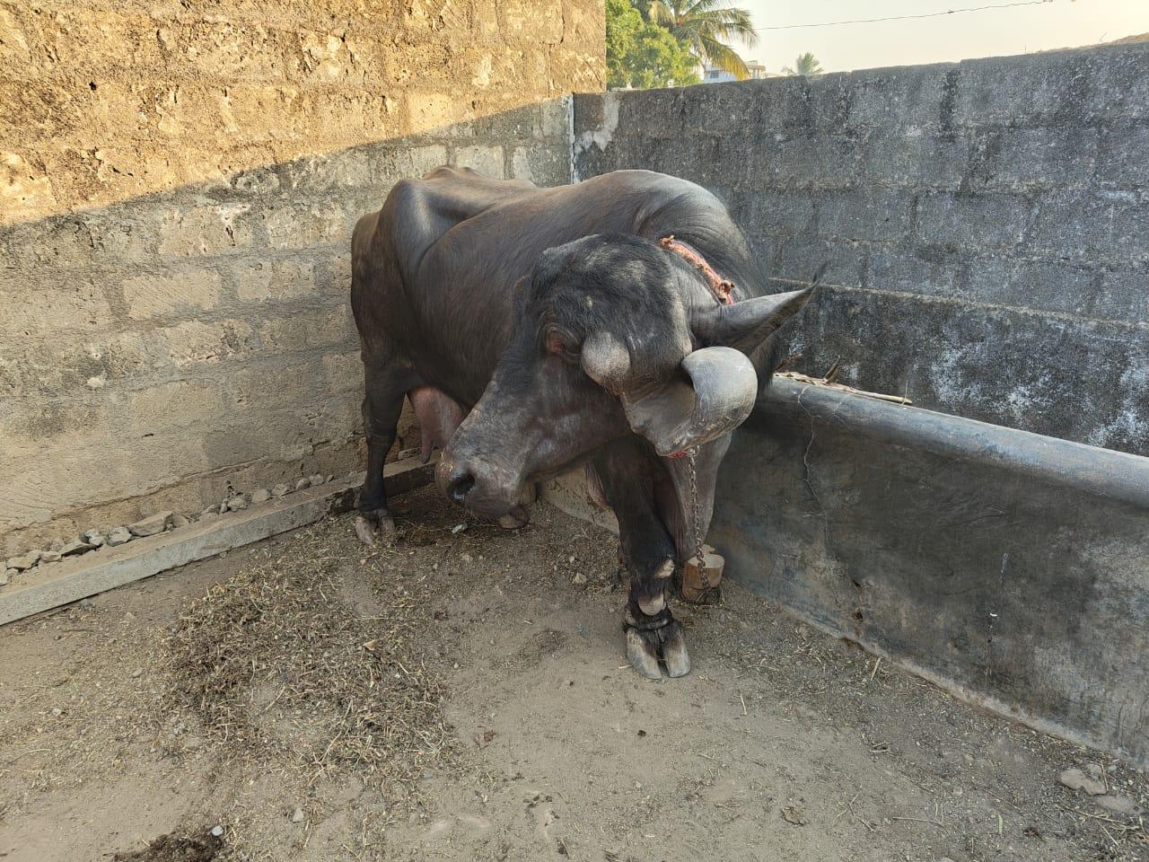 थंबनेल 5