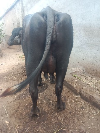 थंबनेल 2