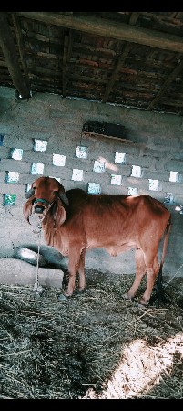 થંબનેલ 2