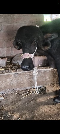 थंबनेल 2