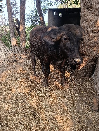 थंबनेल 3