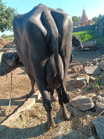 થંબનેલ 2