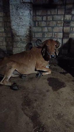 પ્રવિણ કુમાર