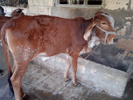 થંબનેલ 2