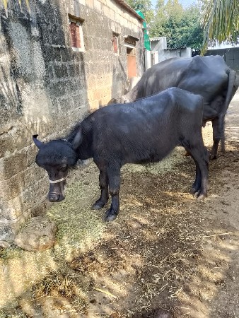 थंबनेल 1