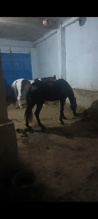 એક વસેરી બે ધોડી યૂ વેસાવ સે